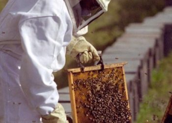 Rubén Montero: “El mercado apícola no es transparente y el Estado nunca se preocupó por defender al productor”