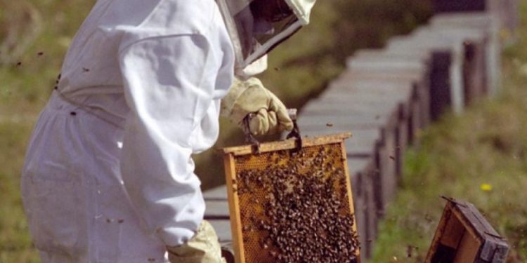 Rubén Montero: “El mercado apícola no es transparente y el Estado nunca se preocupó por defender al productor”