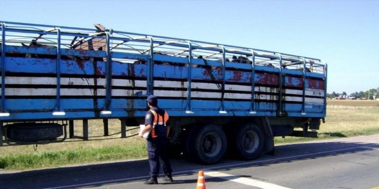 El turno del  REC sanitario: Los DT-e deberán “cerrarse” cuando los animales lleguen al frigorífico