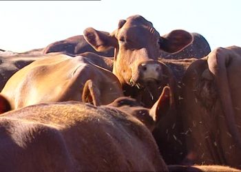 Por los excesos hídricos, los mosquitos llegan a matar el ganado en algunas zonas de Córdoba