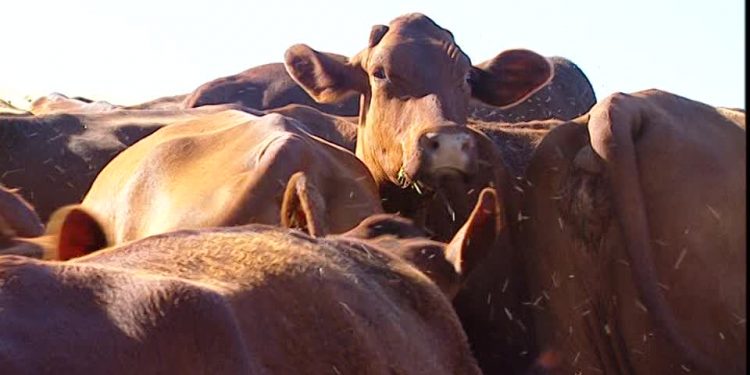 Por los excesos hídricos, los mosquitos llegan a matar el ganado en algunas zonas de Córdoba