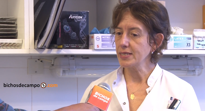 Marcela Martínez: “Todavía no hay forma de controlar el doping genético en equinos y está prohibido”