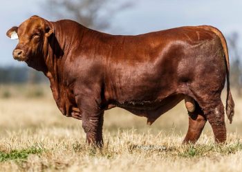 Un laboratorio argentino dice haber logrado editar bovinos para que produzcan mejor carne y clones que replican esa característica