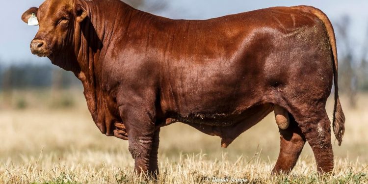 Un laboratorio argentino dice haber logrado editar bovinos para que produzcan mejor carne y clones que replican esa característica