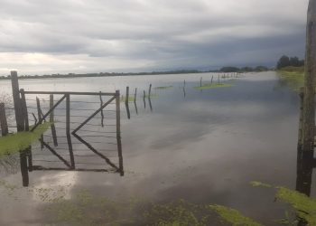 Por la inundación, los Orsolini tuvieron que alojar 300 vacas preñadas en el patio de su casa