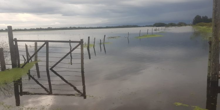Por la inundación, los Orsolini tuvieron que alojar 300 vacas preñadas en el patio de su casa