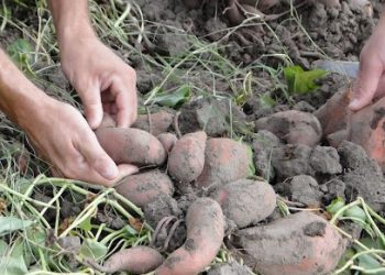 Otra extraña exportación que nos enseña: Salen batatas de San Pedro rumbo a Inglaterra