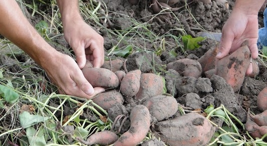 Otra extraña exportación que nos enseña: Salen batatas de San Pedro rumbo a Inglaterra