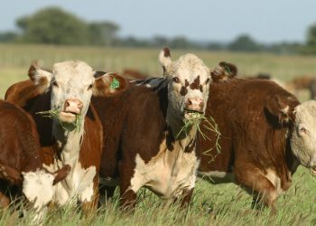 Los CREA no ven una liquidación, pero advierten que el stock de vientes entró en punto de equilibrio
