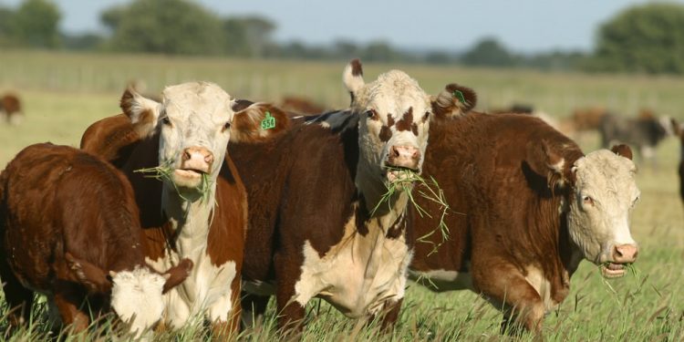 Los CREA no ven una liquidación, pero advierten que el stock de vientes entró en punto de equilibrio