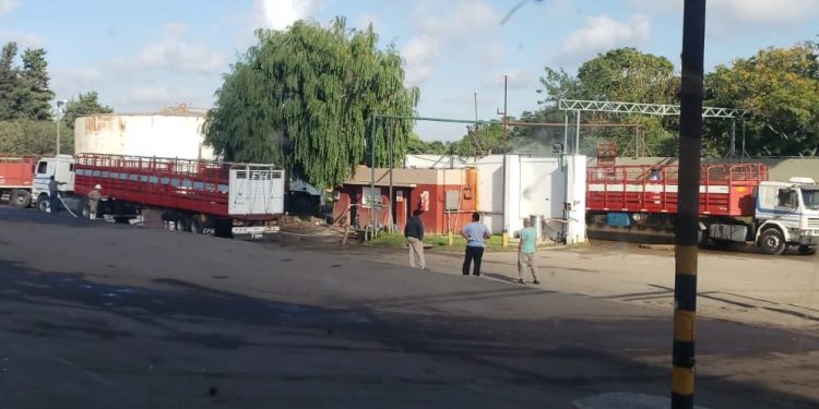 No todo brilla en los frigoríficos exportadores: En la trastienda reclaman mejor trato a los jauleros