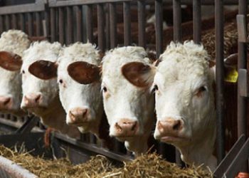Un laboratorio argentino dice haber logrado editar bovinos para que produzcan mejor carne y clones que replican esa característica