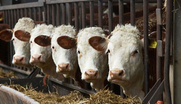 Un laboratorio argentino dice haber logrado editar bovinos para que produzcan mejor carne y clones que replican esa característica