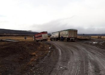 Ni lidiar con perros pueden los políticos: Tierra del Fuego va camino a quedarse sin ovinos