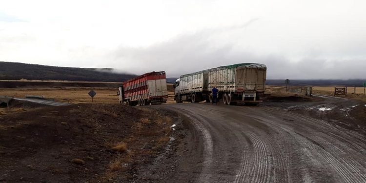 Ni lidiar con perros pueden los políticos: Tierra del Fuego va camino a quedarse sin ovinos