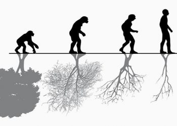 Una tontería: La actividad humana pone en peligro de extinción a cerca de 1 millón de especies