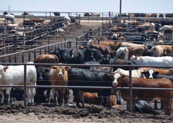 Los feedlots volvieron a tener rentabilidad, pero disponen de poco efectivo para encerrar hacienda