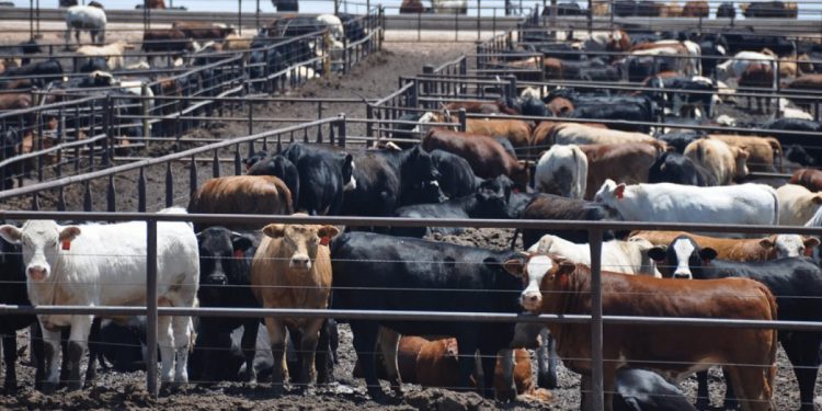 Los feedlots volvieron a tener rentabilidad, pero disponen de poco efectivo para encerrar hacienda