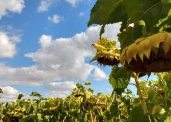 El rol del INTA bis: En Manfredi desarrollan un girasol con resistencia a un herbicida