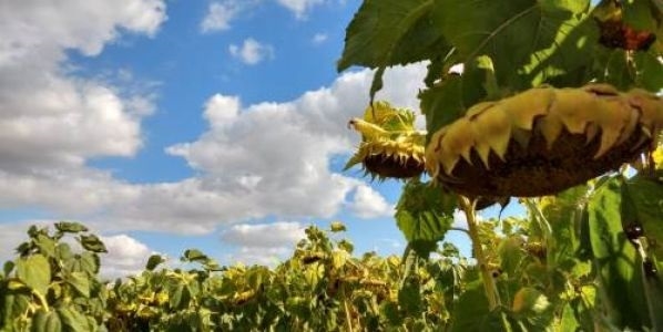 El rol del INTA bis: En Manfredi desarrollan un girasol con resistencia a un herbicida
