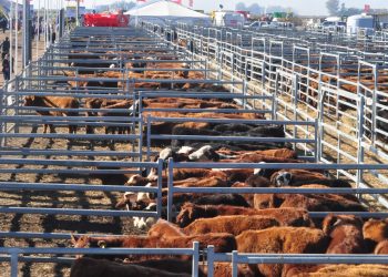 La carne vacuna dejó de aumentar y ahora se espera un rebote en el consumo