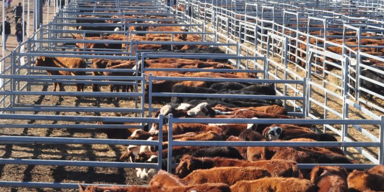 La carne vacuna dejó de aumentar y ahora se espera un rebote en el consumo