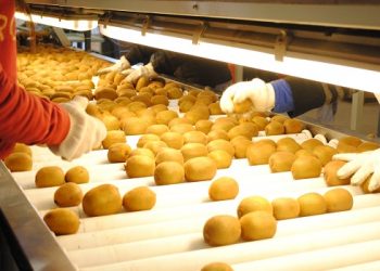 La Argentina logró exportar por primera vez unos raros kiwis amarillos para Europa