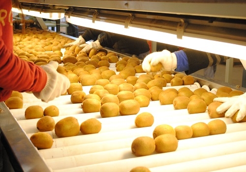 La Argentina logró exportar por primera vez unos raros kiwis amarillos para Europa