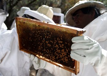 Las abejas nativas no tienen aguijón, pero su miel ya forma parte del Código Alimentario