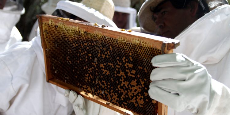 Las abejas nativas no tienen aguijón, pero su miel ya forma parte del Código Alimentario