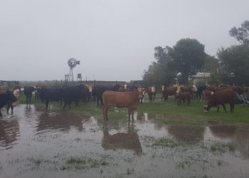 Por la inundación, los Orsolini tuvieron que alojar 300 vacas preñadas en el patio de su casa