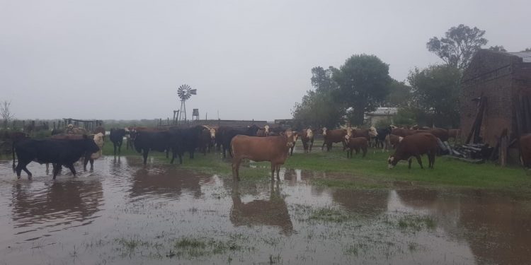 Por la inundación, los Orsolini tuvieron que alojar 300 vacas preñadas en el patio de su casa
