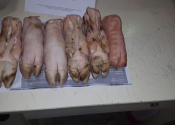 Pasó algo ridículamente grave: Un chino quiso ingresar por Ezeiza con seis patas de chancho