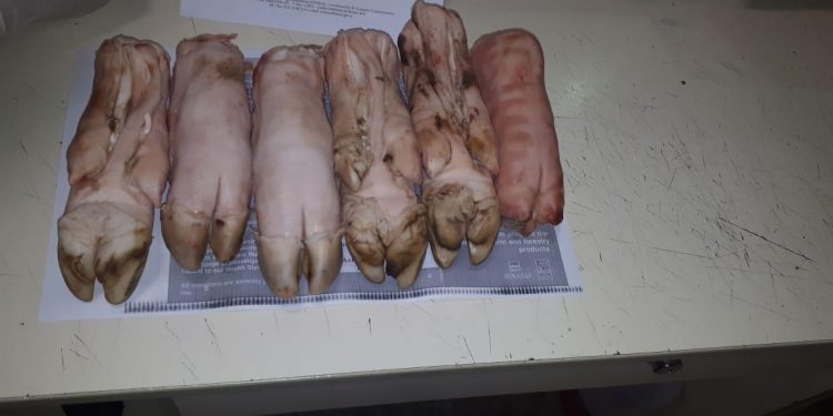 Pasó algo ridículamente grave: Un chino quiso ingresar por Ezeiza con seis patas de chancho