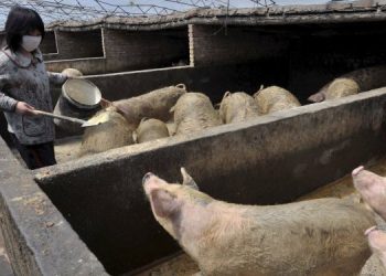El cerdo mete la cola: La Argentina vendería menos soja a China por la crisis de la Peste Porcina