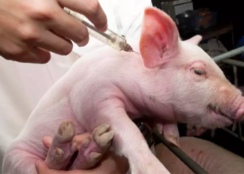 Prueban una vacuna contra la Peste Porcina Africana, pero faltaría un año para poder utilizarla