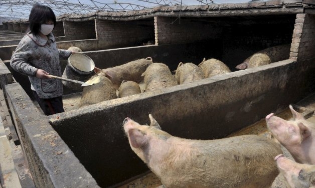 El cerdo mete la cola: La Argentina vendería menos soja a China por la crisis de la Peste Porcina