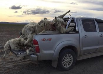 El puma al banquillo: Las ovejas de Zulema y la bronca con los defensores de los derechos del animal