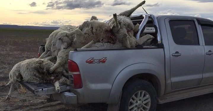 El puma al banquillo: Las ovejas de Zulema y la bronca con los defensores de los derechos del animal