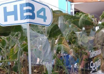 La soja transgénica HB4 no será profeta solo en su tierra: Brasil podría sembrarla al mismo tiempo que la Argentina