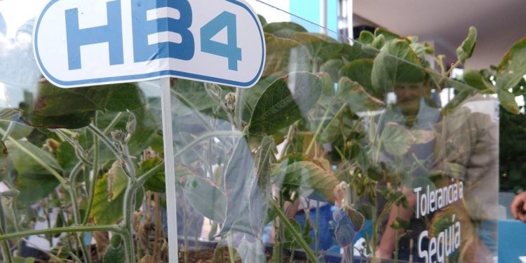 La soja transgénica HB4 no será profeta solo en su tierra: Brasil podría sembrarla al mismo tiempo que la Argentina