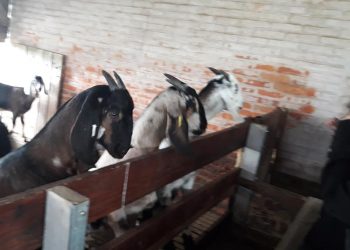 Horacio Martínez enseña a querer al campo desde su tambo de cabras de Uribelarrea