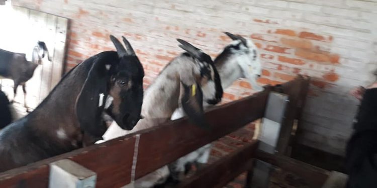 Horacio Martínez enseña a querer al campo desde su tambo de cabras de Uribelarrea