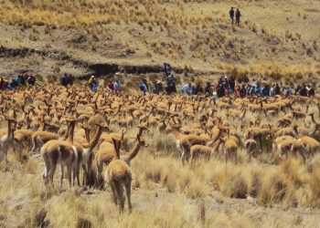 Nuevas herramientas para una técnica ancestral: En Jujuy se triplicó la ‘cosecha’ de fibra de vicuña
