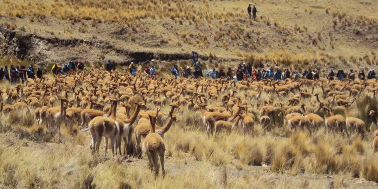 Nuevas herramientas para una técnica ancestral: En Jujuy se triplicó la ‘cosecha’ de fibra de vicuña
