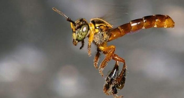 Las abejas nativas no tienen aguijón, pero su miel ya forma parte del Código Alimentario
