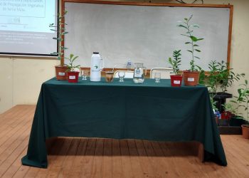 ¿Sabías que falta semilla para producir yerba? Vos tomá mate, que nosotros clonamos