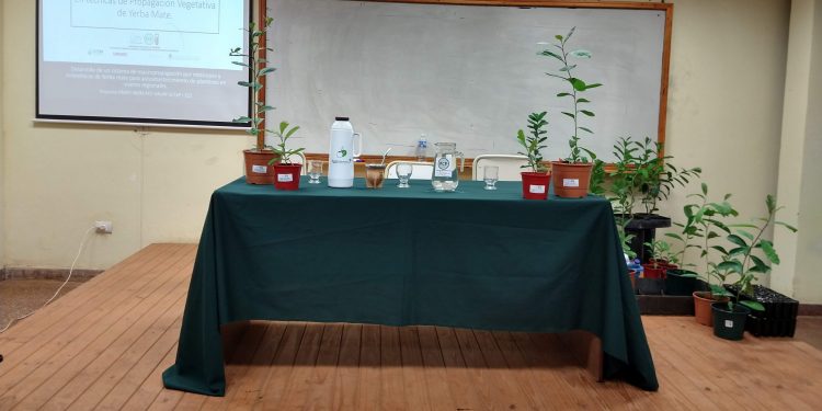 ¿Sabías que falta semilla para producir yerba? Vos tomá mate, que nosotros clonamos