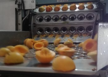 El durazno en lata: Una agroindustria que es ejemplo de supervivencia