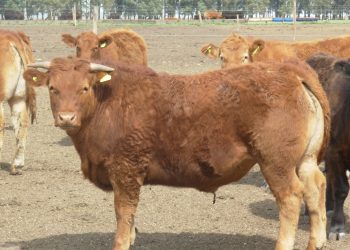 Entre los bovinos también hay travestis: Limousin difunde el Limflex, una cruza con razas británicas